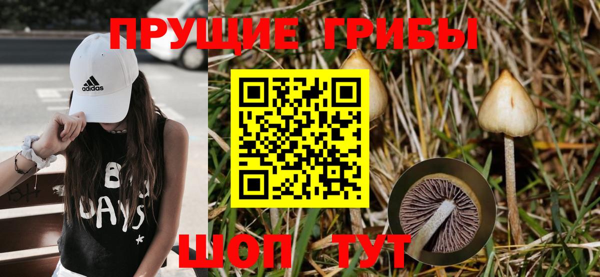 Псилоцибиновые грибы Psilocybe Коркино